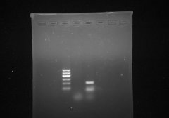 生物化学与分子生物学系凝胶电泳成像仪